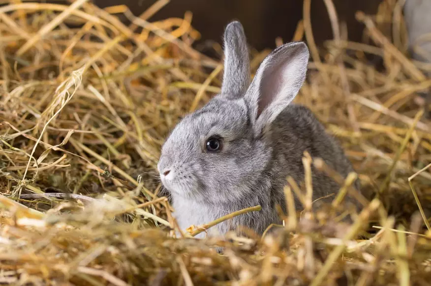 unsafe rabbit bedding
