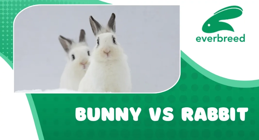 bunny vs rabbit