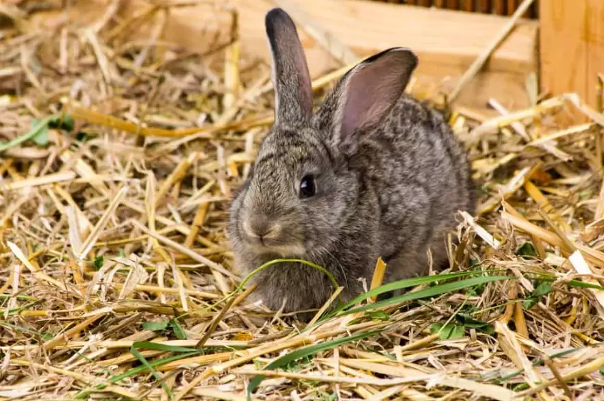 rabbit bedding dangers