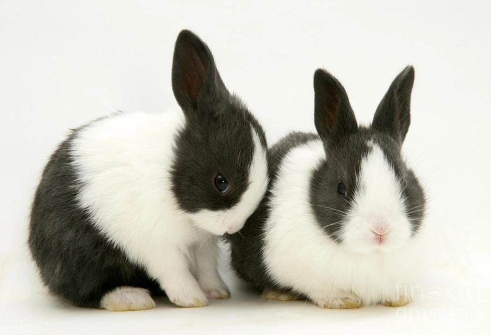 pet rabbits for children