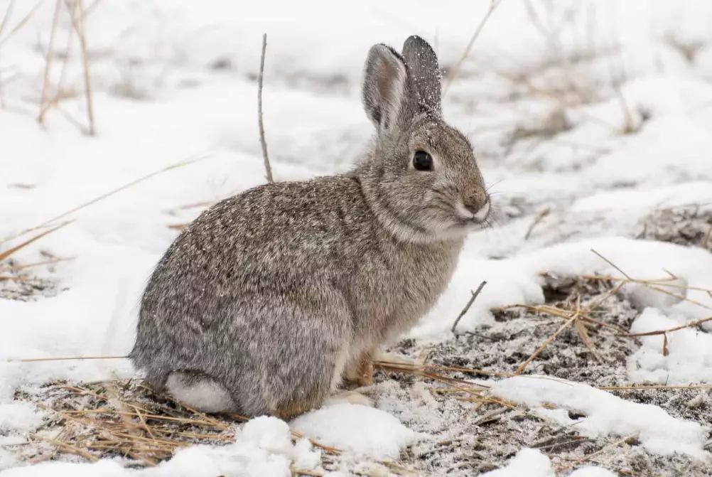 rabbit foraging in snow