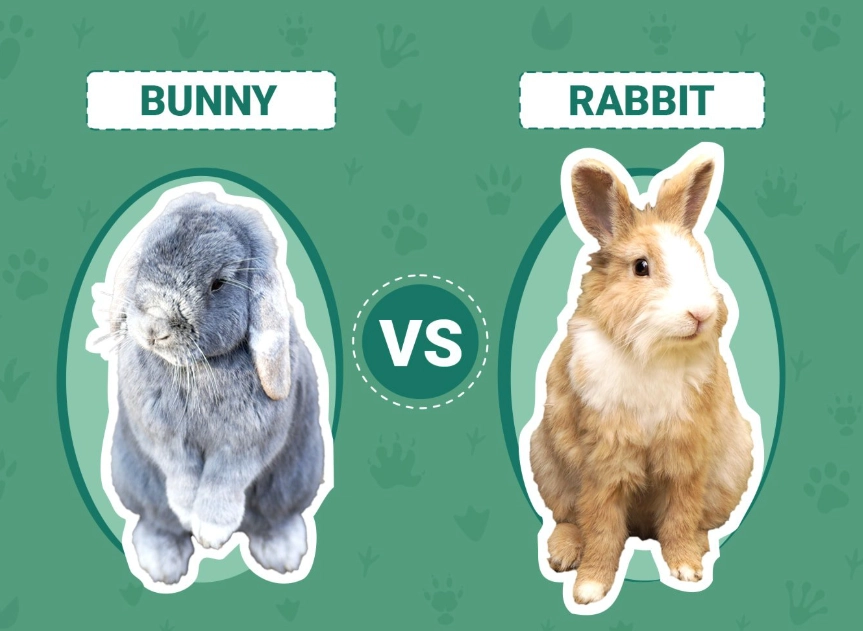 rabbit vs bunny difference rabbit vs bunny difference