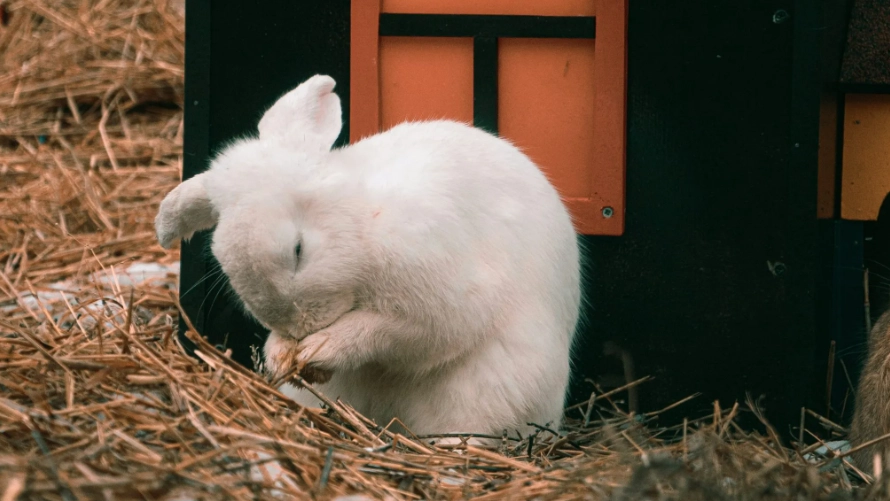 toxic bedding for rabbits