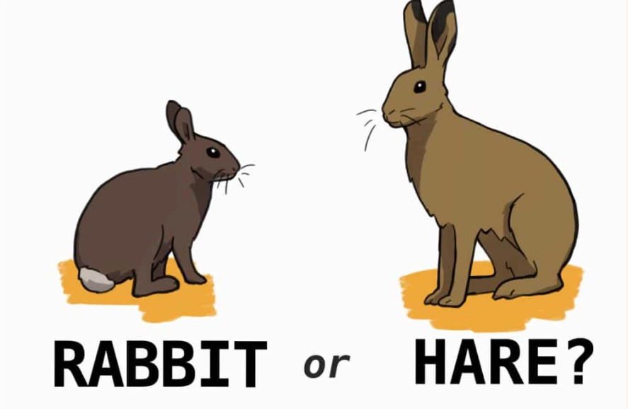 rabbit vs hare difference