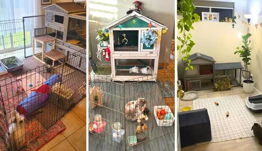 rabbit litter box setup