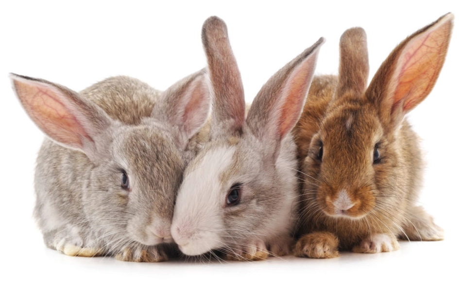pet rabbits for children