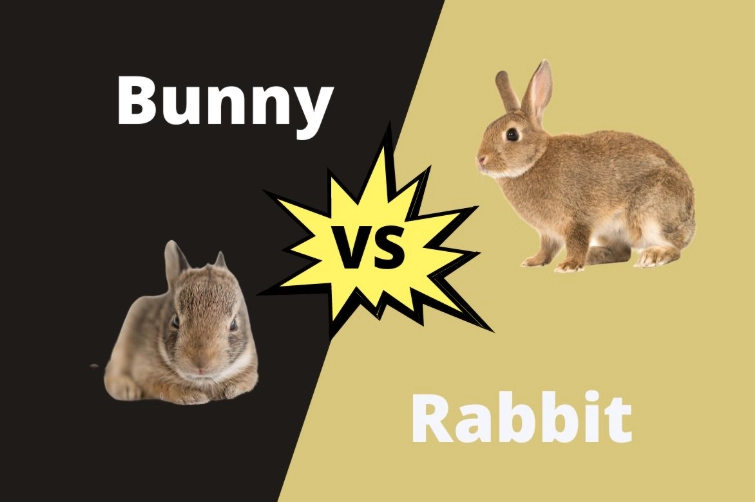 Rabbit difference bunny vs rabbit