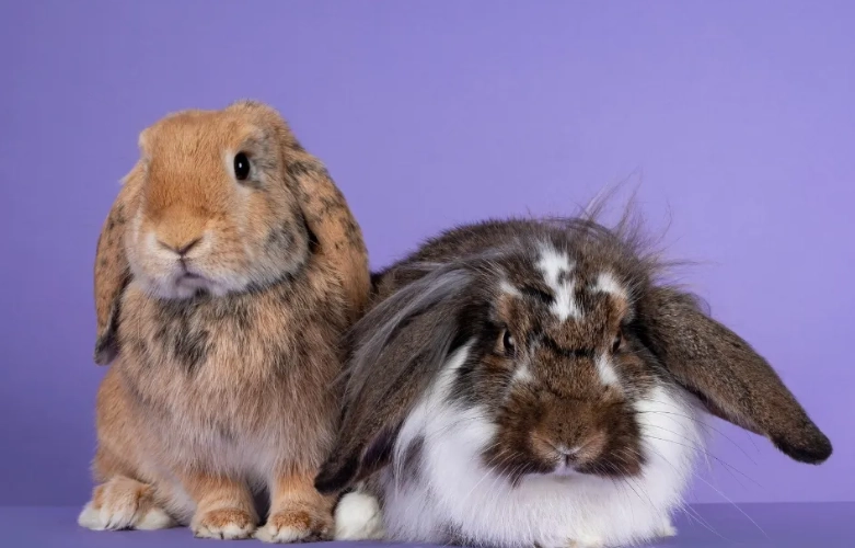 are bunnies and rabbits the same are bunnies and rabbits the same