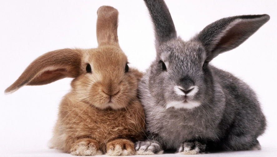 bunny vs rabbit bunny vs rabbit