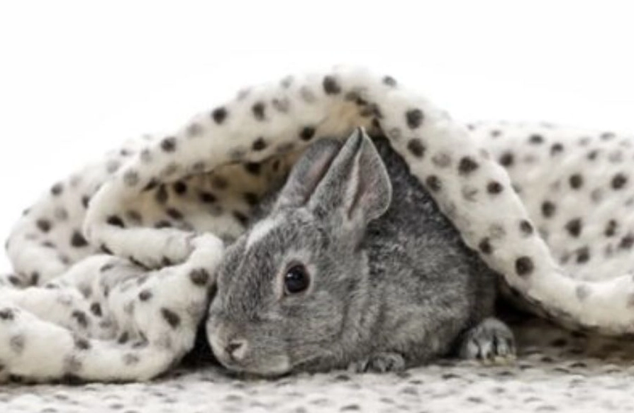 What bedding is not safe for rabbits?
