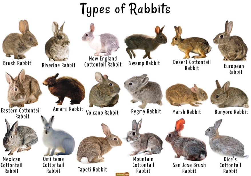 bunny vs rabbit difference bunny vs rabbit difference