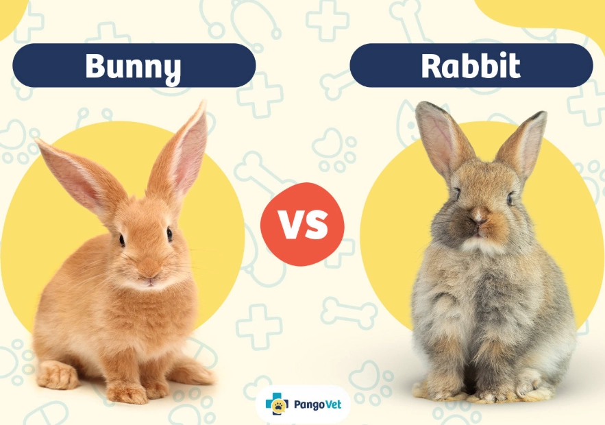 are bunnies and rabbits the same are bunnies and rabbits the same