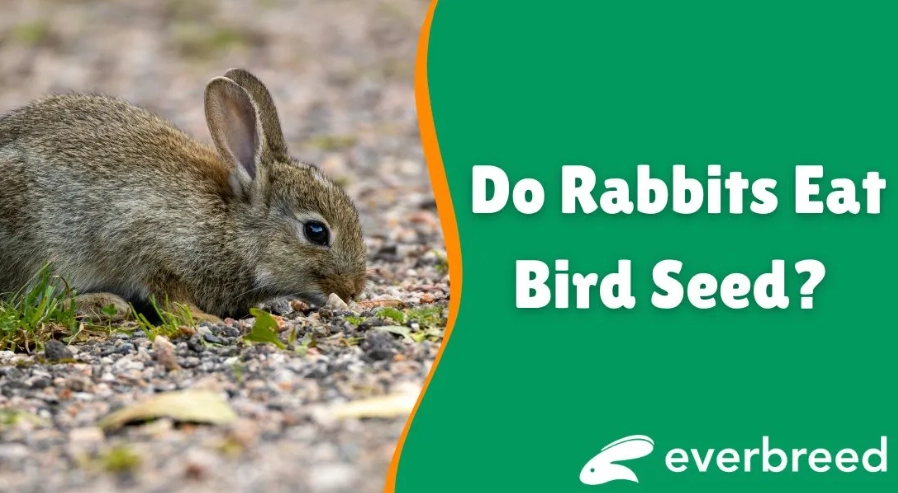 is bird seed bad for rabbits