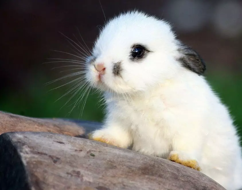 bunny rabbit bunny rabbit