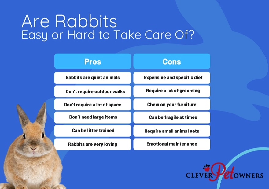 rabbits as pets cons