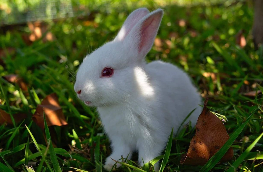 rabbit pet challenges