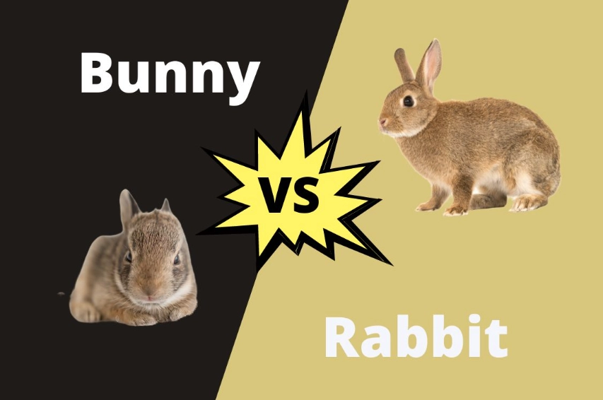 difference between bunny and rabbit difference between bunny and rabbit