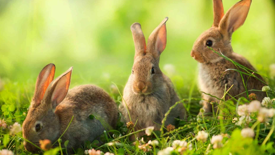 what to feed wild rabbits