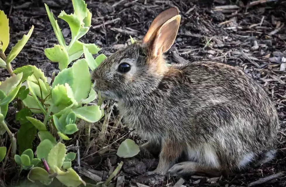 what do rabbits eat in winter