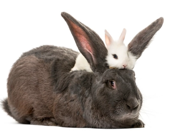 bunny etymology bunny etymology