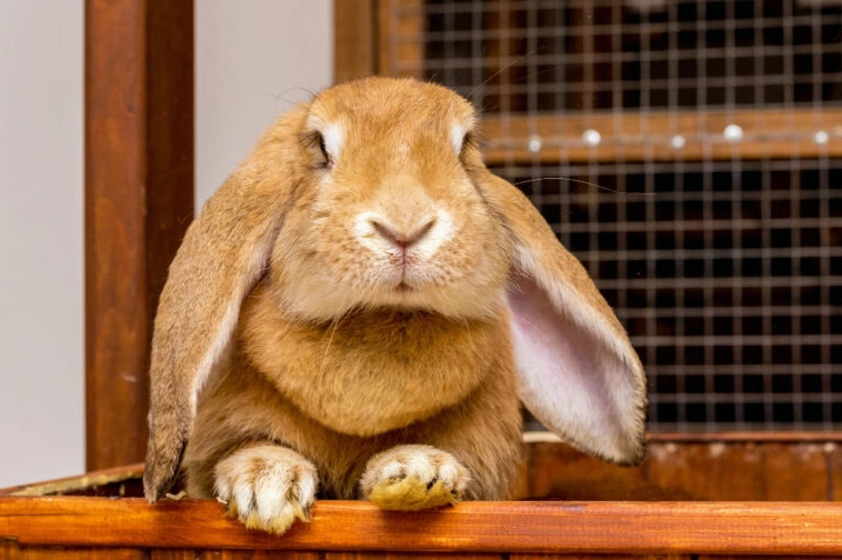 best bedding for rabbits