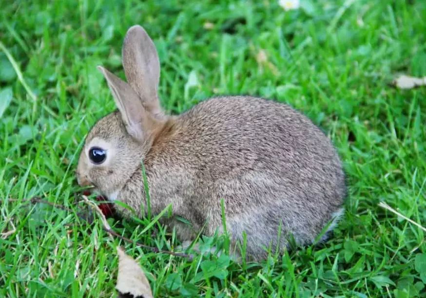 orphaned wild rabbit care