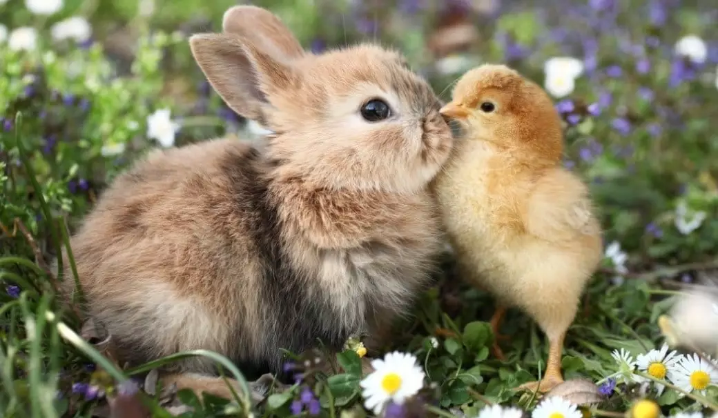 bunny rabbit bunny rabbit