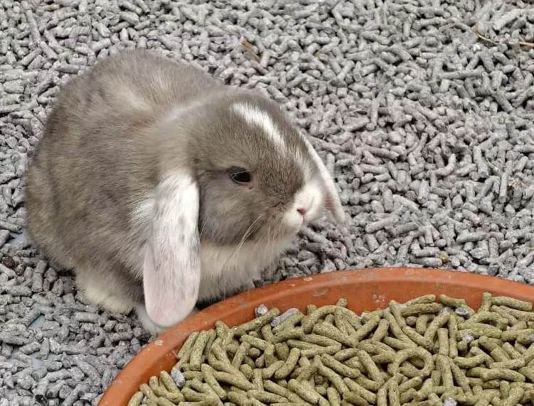 rabbit bedding rabbit bedding