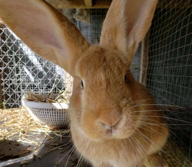 how long are Flemish Giant rabbits pregnant