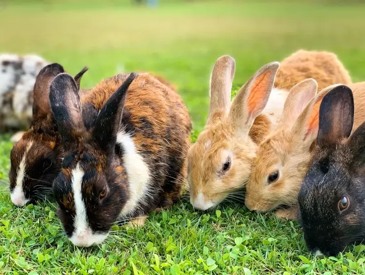 rabbit gestation week by week