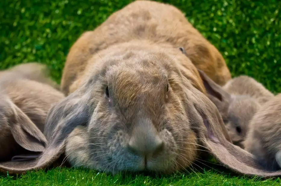 rabbit pregnancy timeline