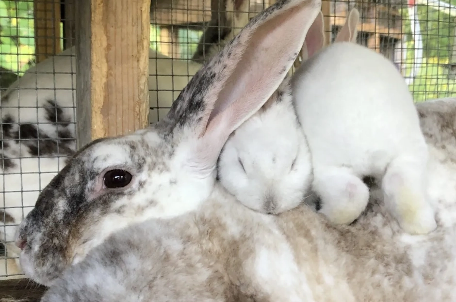 Flemish Giant rabbit gestation period