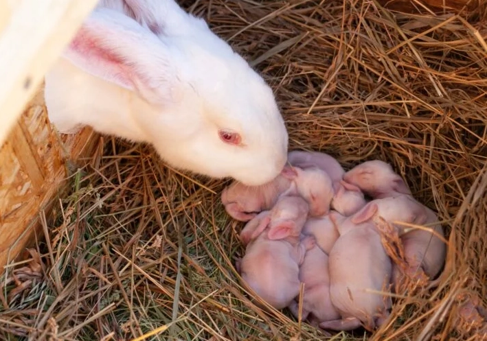 pregnant Flemish Giant rabbit care