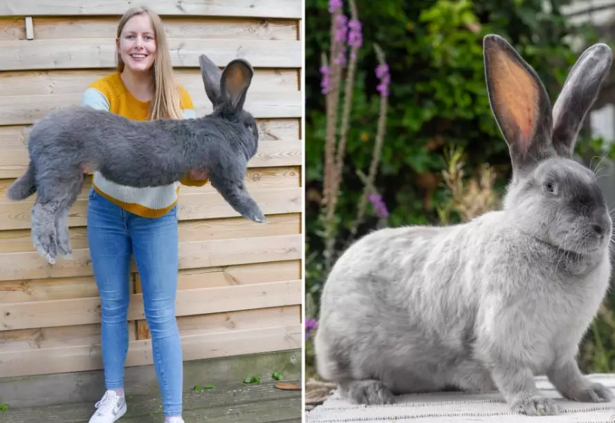 pregnant Flemish Giant rabbit care