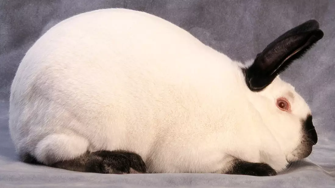 Californian rabbit breed standard