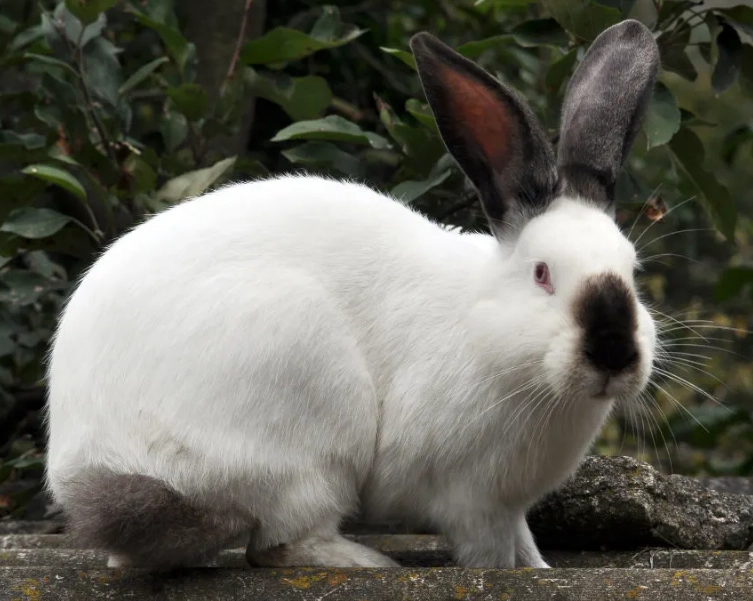 Californian rabbit markings