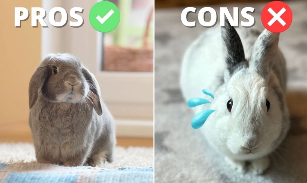 Rabbits as pets pros and cons