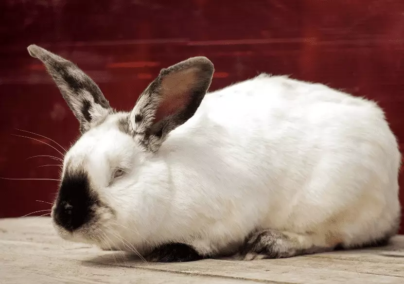Californian rabbit markings