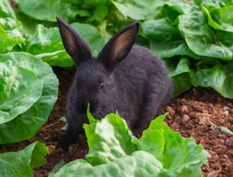 protect garden from rabbits