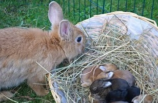 rex rabbit breeding guide