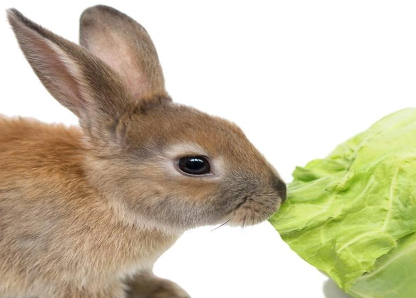 wild rabbit diet