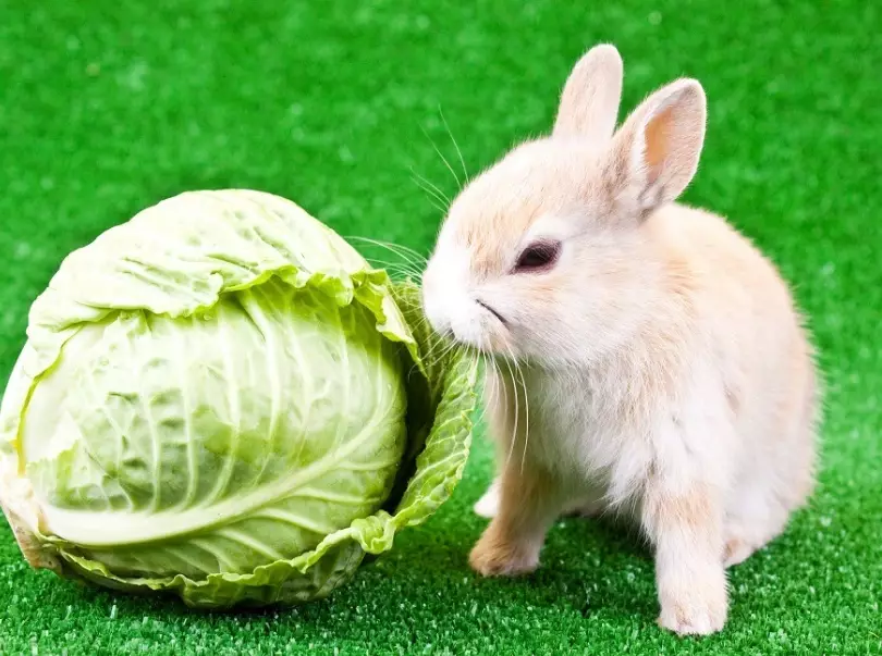 rabbits eating cabbage