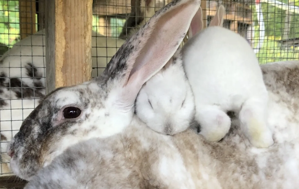 rex rabbit breeding guide