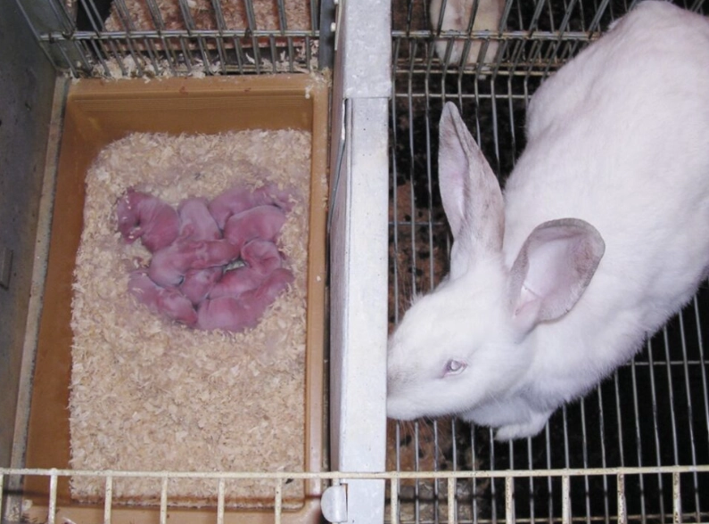 Rex rabbit gestation period