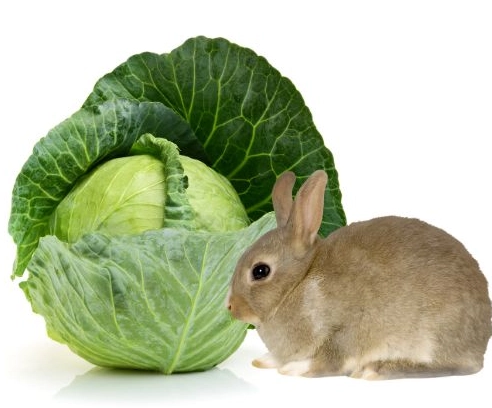 rabbit diet mistakes