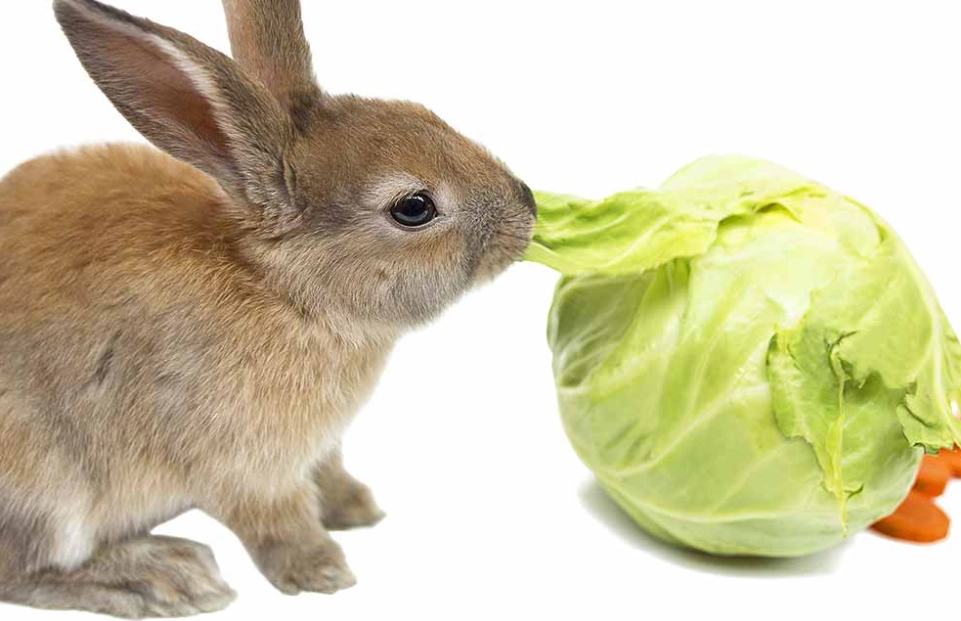 rabbit diet mistakes