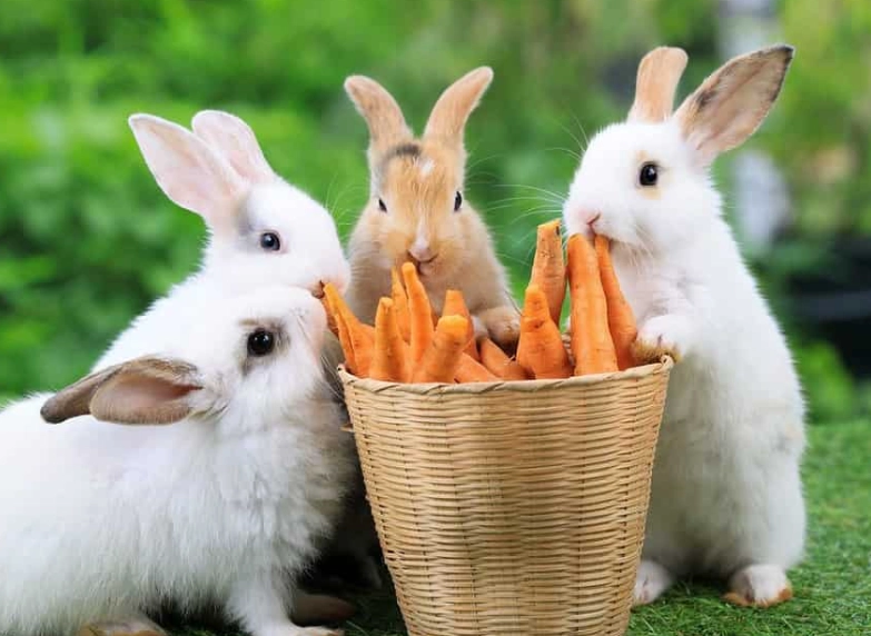 rabbit diet vegetables