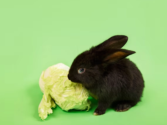 can rabbits eat carrots