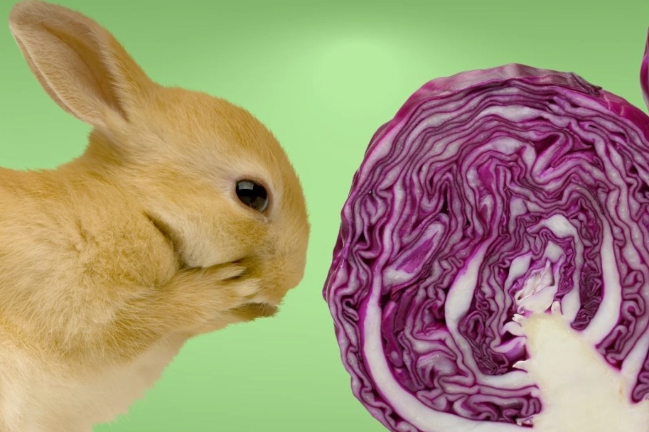 rabbit diet vegetables