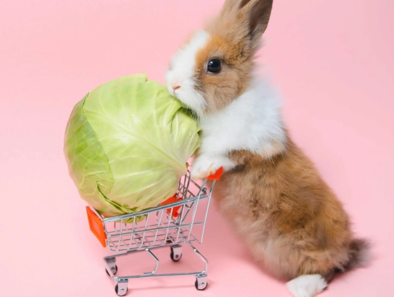 Can rabbits eat cabbage and carrots